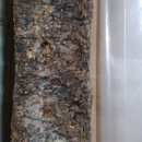 번덕농장 이미지