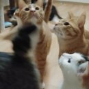 고양이 유치원 이미지