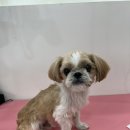 샤인펫 (Shine pet) 이미지