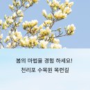 백목련 | 태안 천리포 수목원 목련길 산책 후기