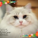 랙돌캐터리올리비아 이미지