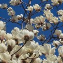 목련쉼터 이미지