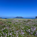 신양섭지코지해변 이미지