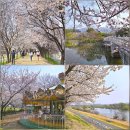 동촌역 자전거 주차장 | 대구 벚꽃 명소 BEST3 동촌유원지 아르떼수성랜드 두류공원