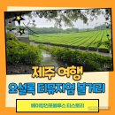 군청정문 앞 가로수 | 제주 오설록 티뮤지엄 카페와 다른 볼거리들 총정리