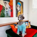 댄디애견 이미지