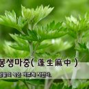 [오늘의 고사성어] 봉생마중(蓬生麻中) - 삼밭의 쑥은 바르게 자란다. 이미지