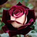 서울숲길 이미지