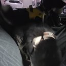 일산애견스쿨 | 일산 애견스쿨 이동 후기｜다견 이동도 문제없었어요