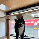 시루민박 이미지