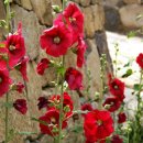 옴서감서 이미지