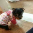 강아지산책 이미지