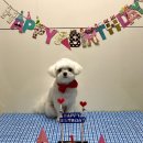 멍멍과자점 | [강아지 케이크 추천] 너무 귀여운 강아지 생일 케이크 &lt;멍멍과자점&gt; 내돈내산 재구매 후기