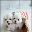 그루밍조이 이미지