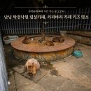 도루메 어린이공원 | 카피바라 만나고, 회전목마 타고, 점핑기구까지! 중국 놀이공원에서 찾은 행복 🎠🦘