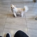 용호동물병원 이미지