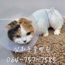 삼화4길 6-1 이미지