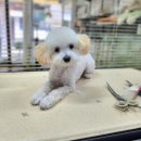 다이아몽 이미지