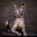 애견백과 - 멕시칸 헤어리스 도그 (Mexican Hairless Dog) 이미지