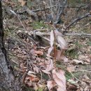 깨구리반찬 이미지