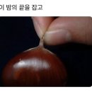요비헤어 이미지