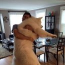 강아지사랑 이미지