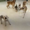 애견마을 이미지