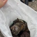 오매네 | 대구 프리다이빙 팀 영덕 오매방파제 포인트 펀다이빙 국내 투어 후기! [허쉬드프리다이빙]