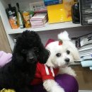 피닉스 동물병원 이미지