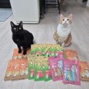 [냥쌤] 88스틱 급여 후기 &amp; 냥쌤즈 옹심단 서포터즈 2기