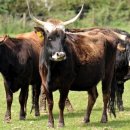 가우농장 이미지