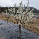 에코원흑염소 이미지