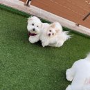 퍼피월드제주 | [주간일기+여행후기] 25년 12월 두 번째 주간일기 / 애견 동반 제주도 여행 코스