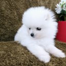 가온펫(안심분양센터) 이미지