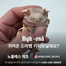 노블레스 | 인천 청라 크레스티드게코 분양샵 노블레스게코 방문 솔직 후기