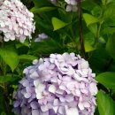 부산진초등학교 이미지