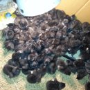 장수오골계 이미지