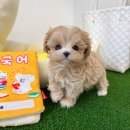 퓨어펫 강아지분양 고양이분양 울산점 이미지