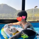 강아지풀애견펜션 이미지