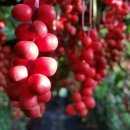 모정농원 이미지