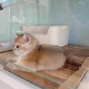 휴먼메디케어컨설팅(주) | 충남권 최고 루나캣 대전고양이분양 후기 우리 집에 온 특별한 아이