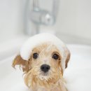 스위프트살롱 이미지