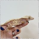렙플로우
