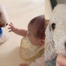 댕댕이# 이미지