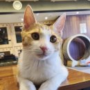 냥카페 묘연 이미지