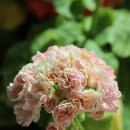 미미코코 이미지