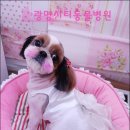 광명시티동물병원 이미지