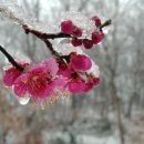 눈속에 핀 매화꽃 - 설중매 雪中梅 이미지