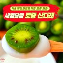 토종마트 | 9월 10월 가을 제철 과일 샘말농원 야생 토종 다래 열매 후기 및 먹는법