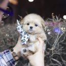 미니펫 강아지분양 고양이분양 성수점 | 구로애견분양 말티푸 분양가격 전문성 검증된곳에서